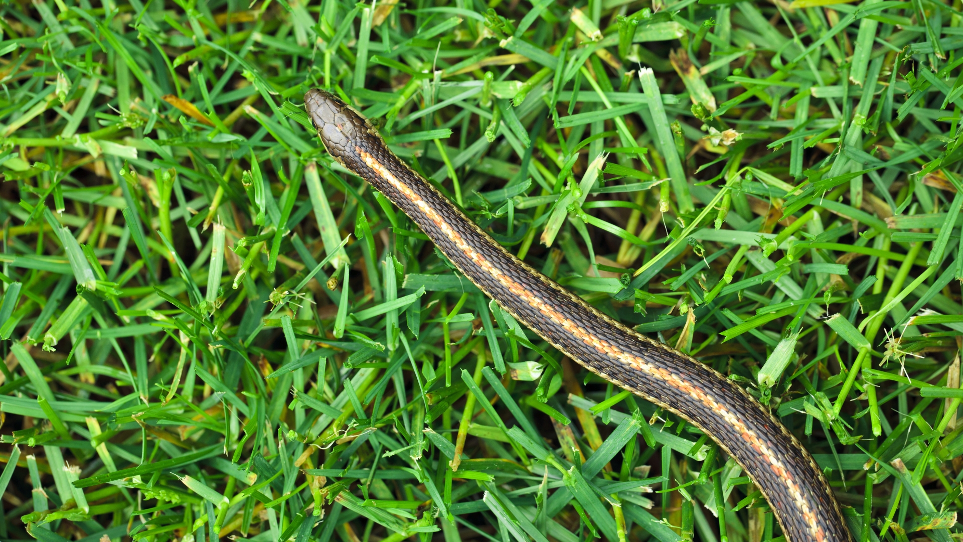 snake