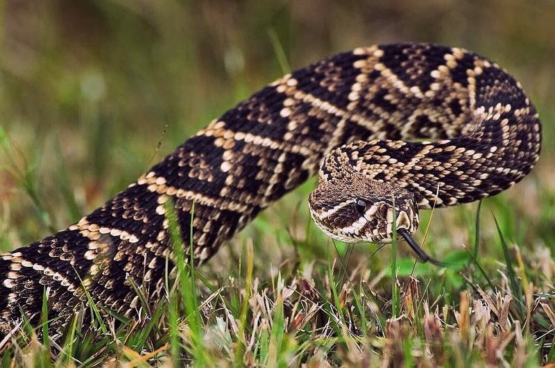 Eastern Diamondback Rattlesnake