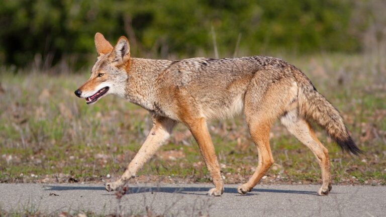 Coyotes