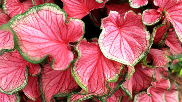 Caladium
