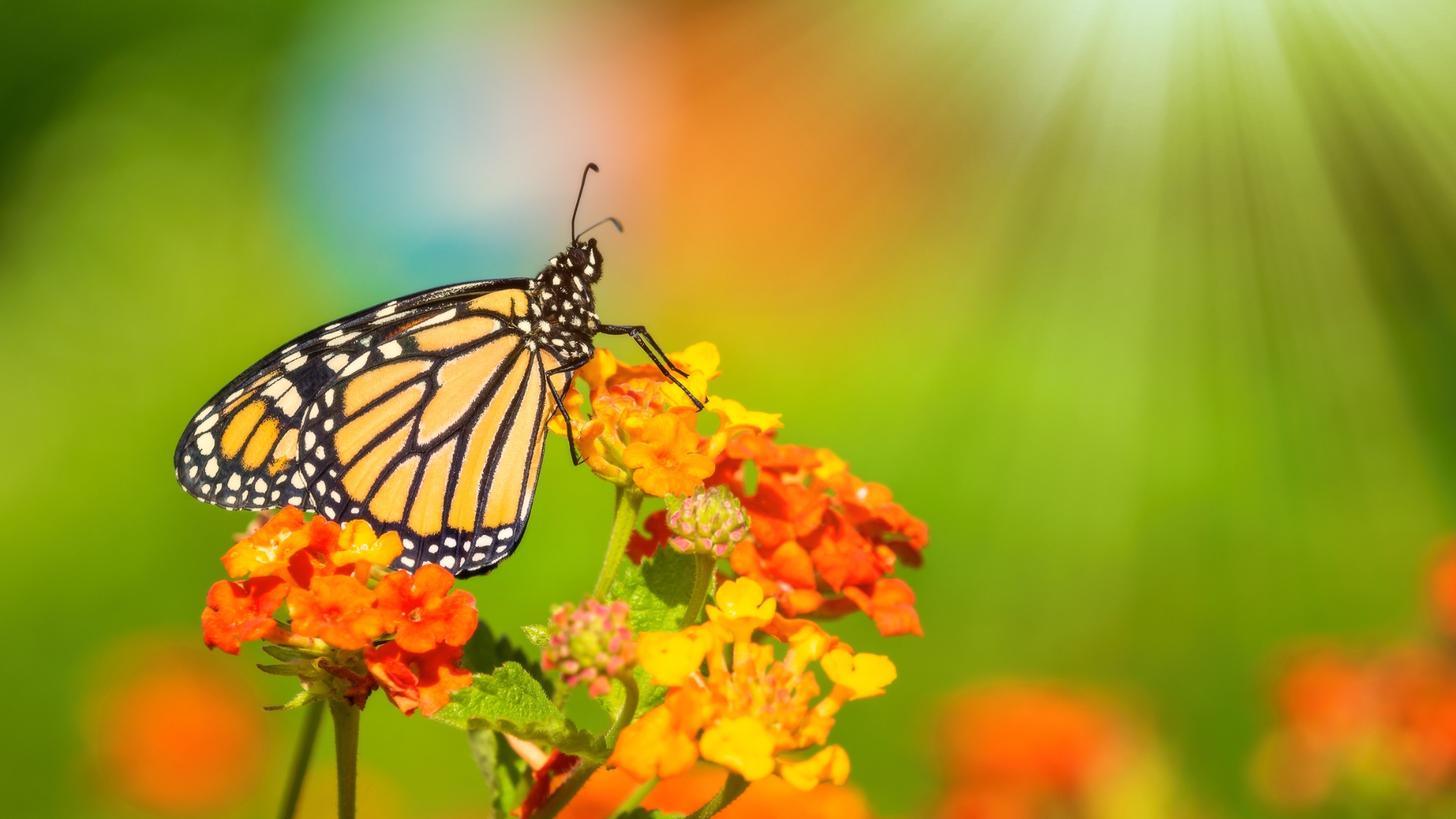 18 Stunning Garden Flowers Loved By Butterflies (And Usually Ignored By Bees)