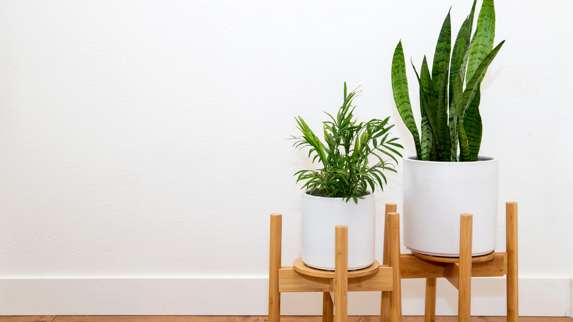 plants