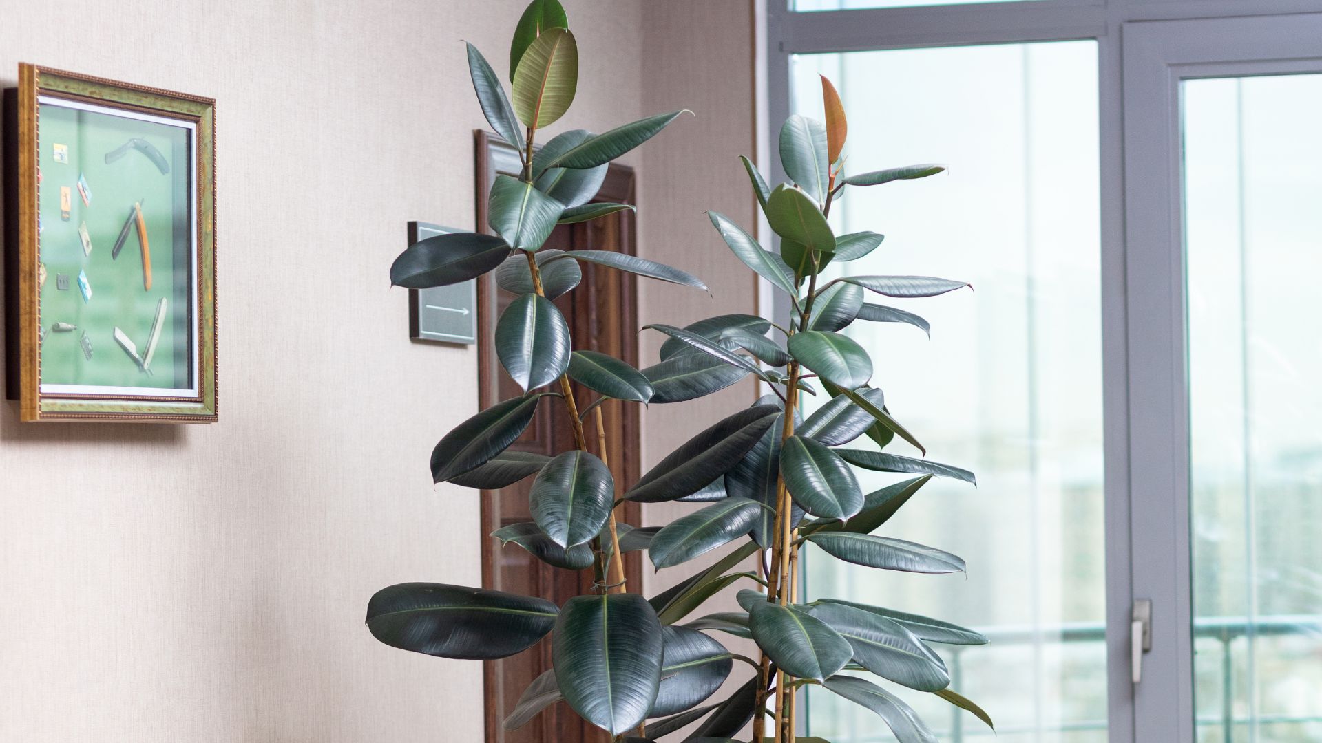rubber plant