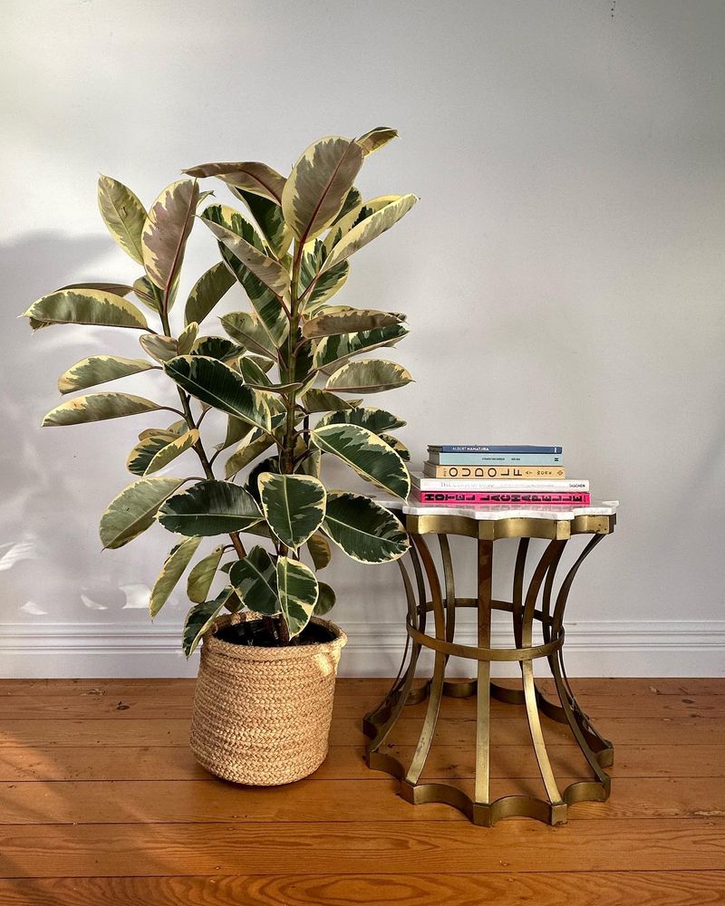 Rubber Plant