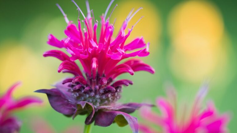 bee balm