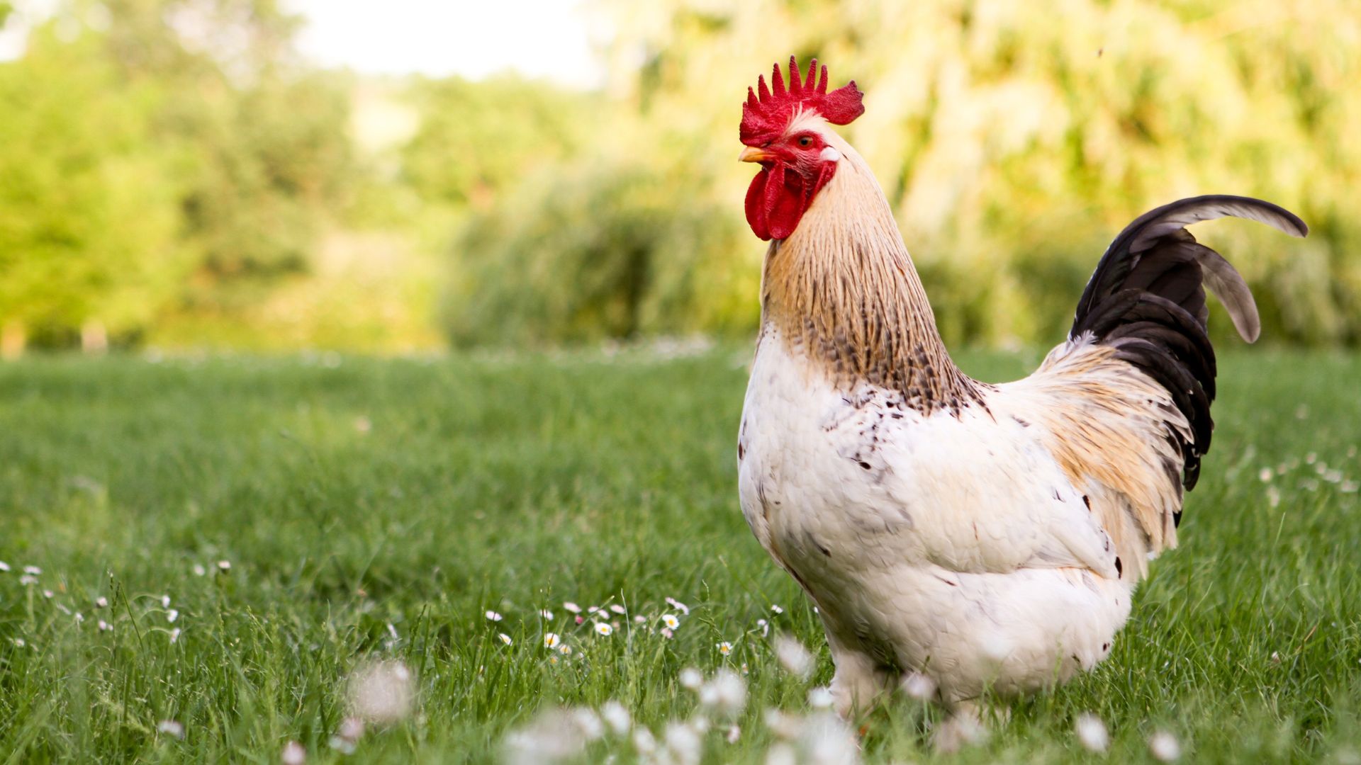 chicken in yard