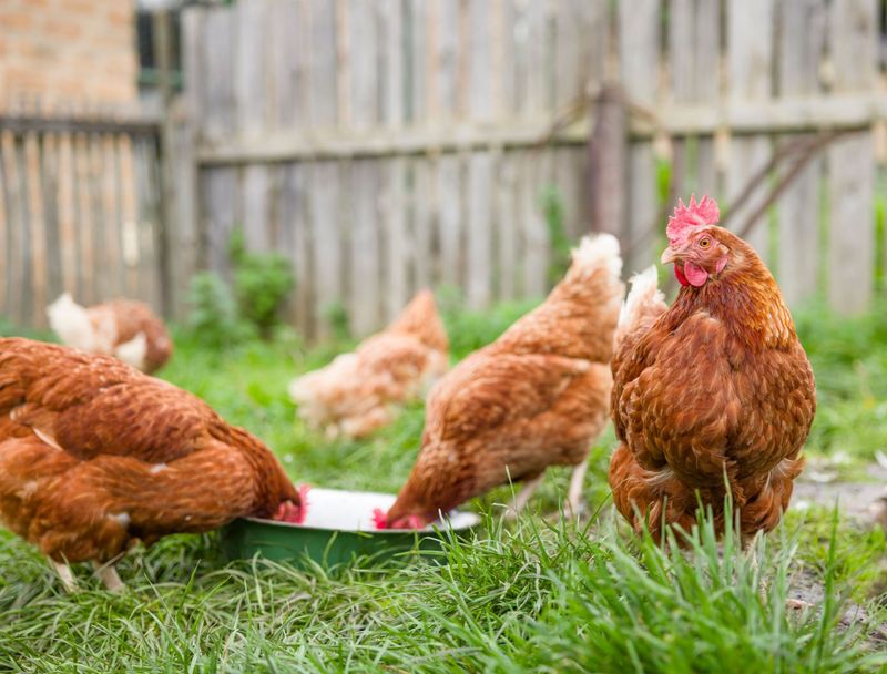 Backyard Chickens