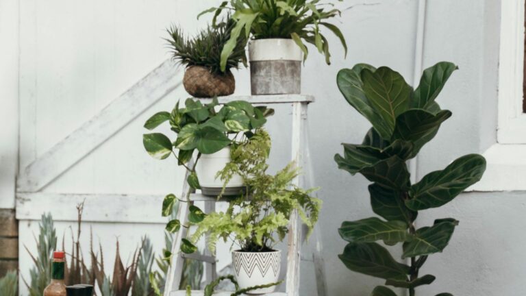 Green Plants on Wooden Ladder
