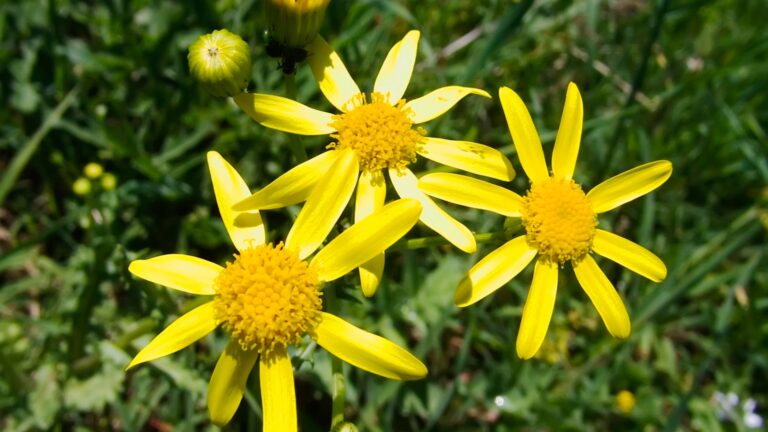 Golden Ragwort