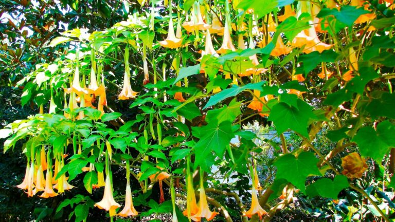 Angel's Trumpet