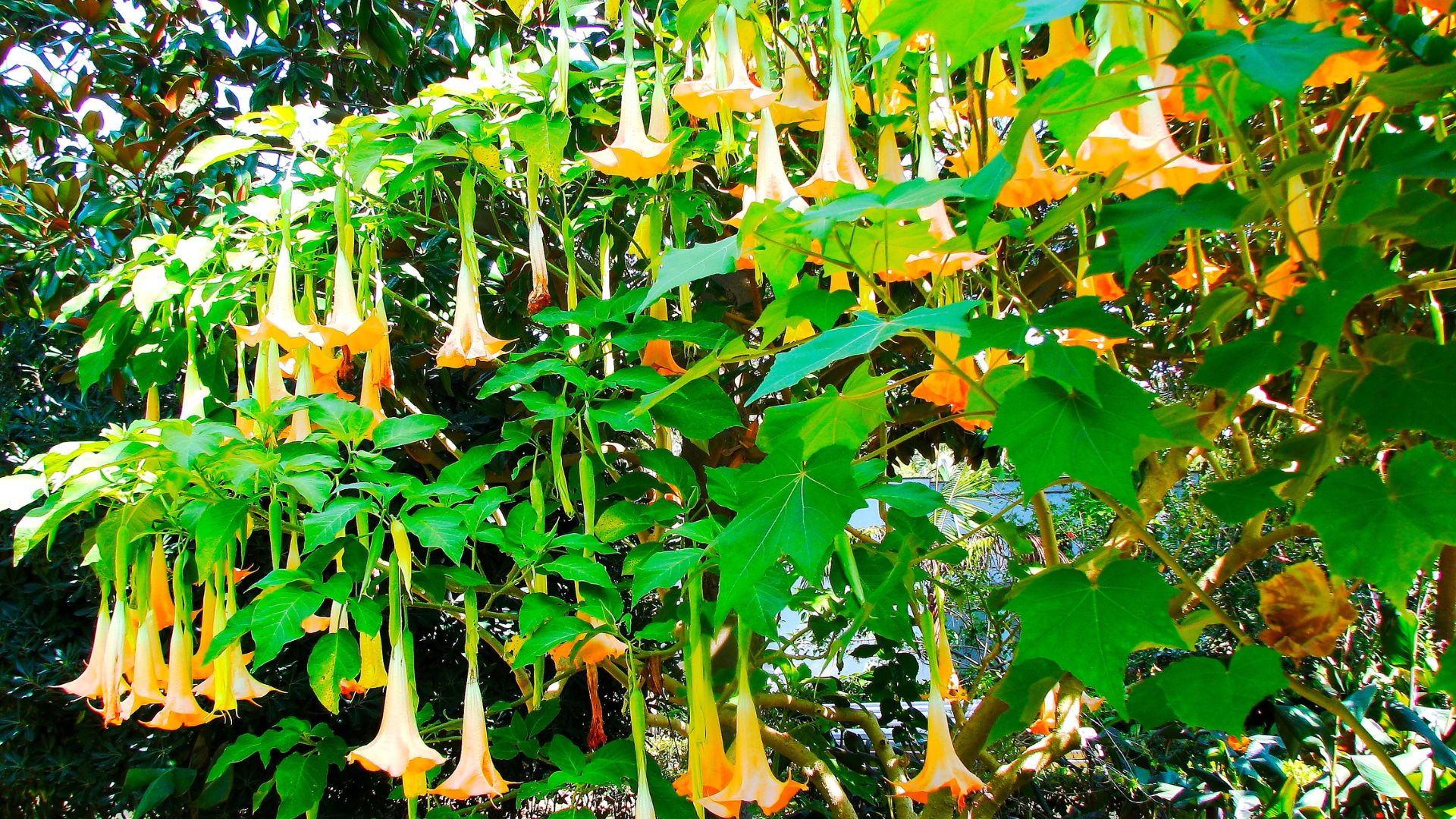 18 Toxic Trees Found In The U.S. You Should Never Plant In Your Yard