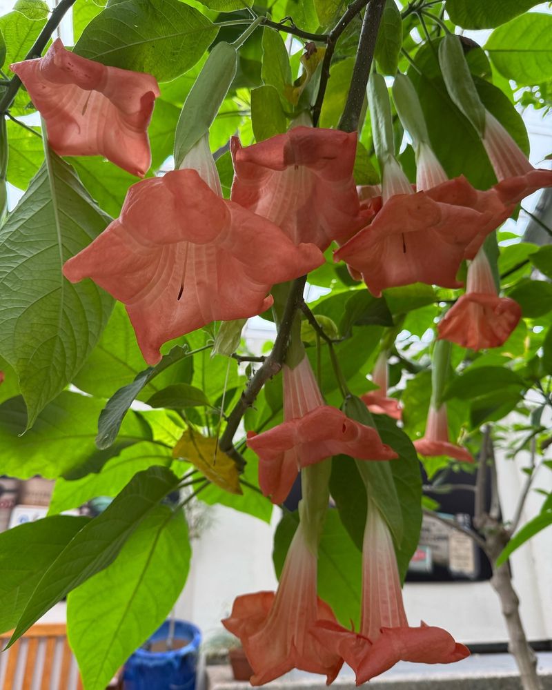 The Deceptive Beauty Of Angel's Trumpet