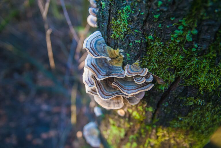 turkey tail mushroom on a tree