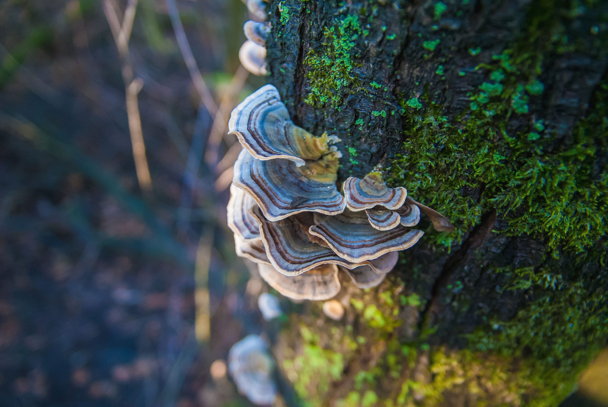 18 Tree-Dwelling Mushrooms That Turn Your Yard Into A Mini Forest