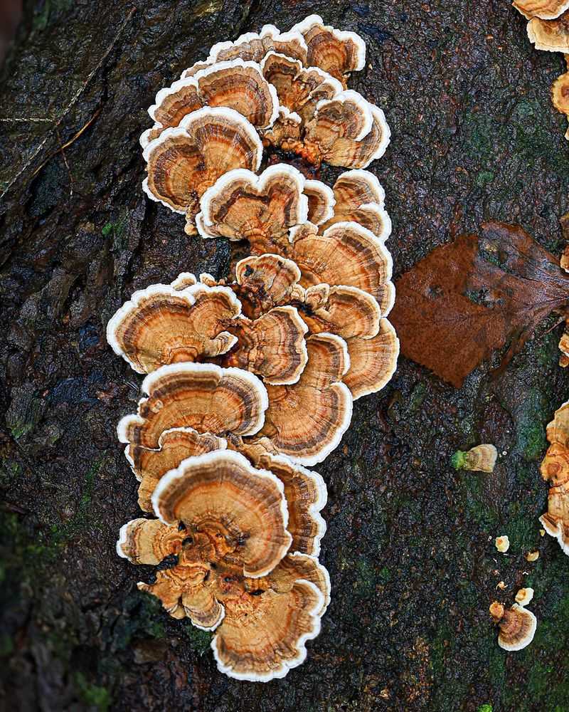 Turkey Tail (Trametes versicolor)