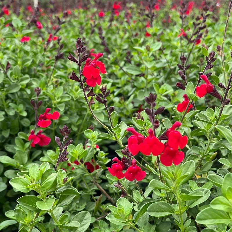 Salvia Greggii