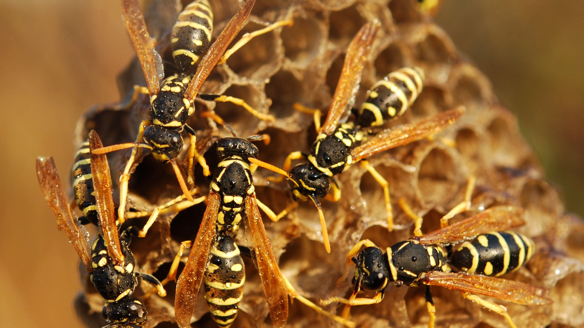 bees