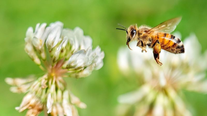 Honey Bees