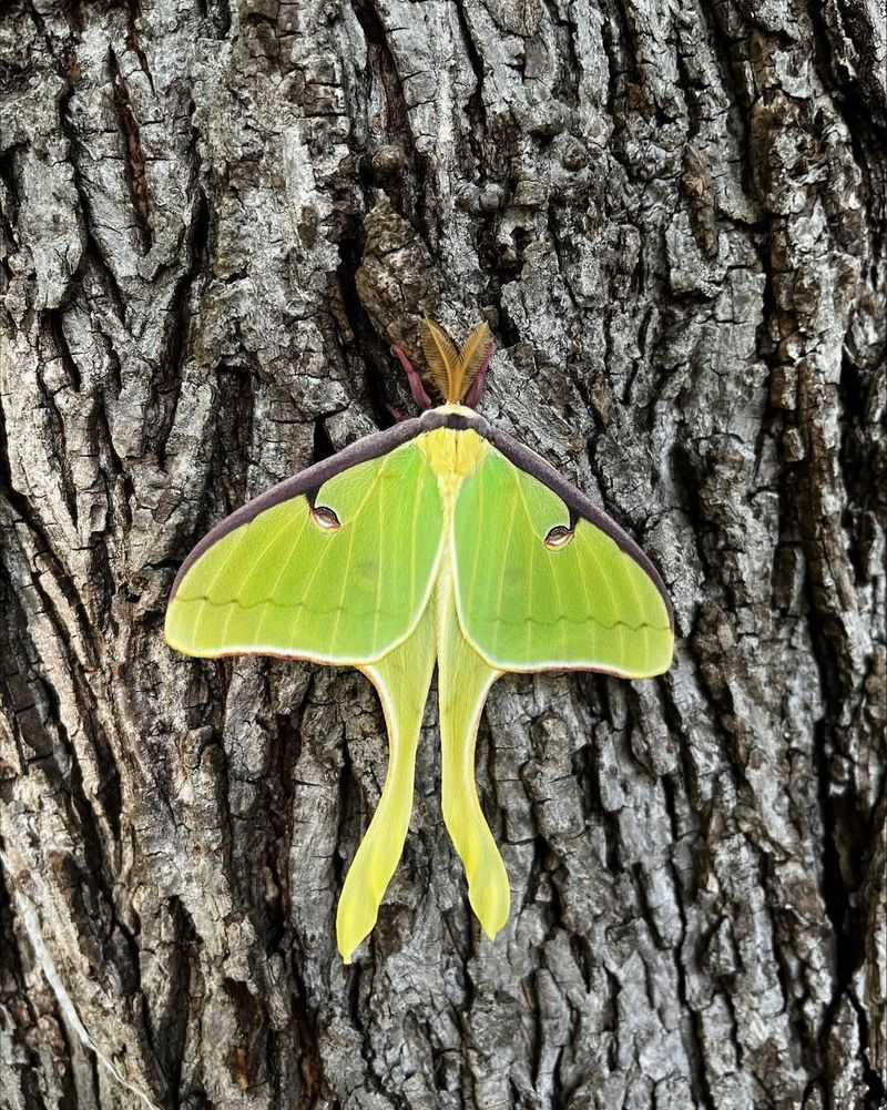 Luna Moths