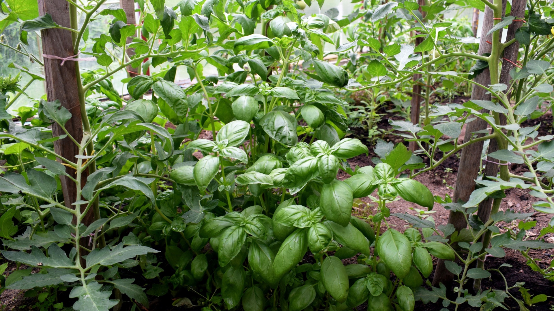 basil and tomato plant