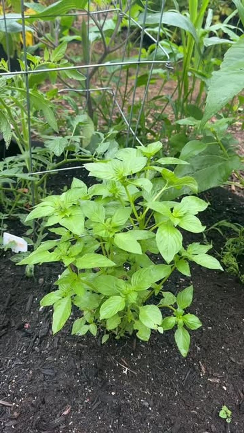 Tomatoes and Basil: The Classic Italian Duo