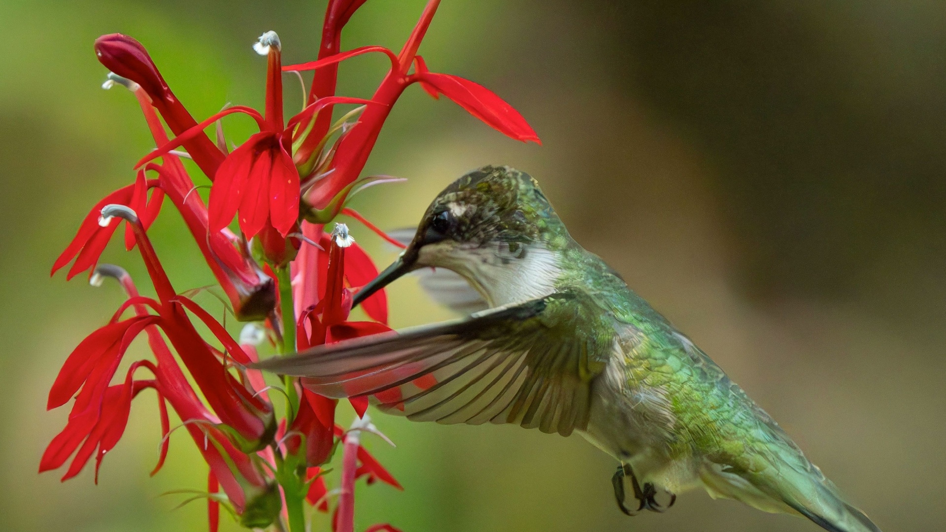 18 Vibrant Red And Orange Flowers That Turn Your Garden Into A Hummingbird Haven