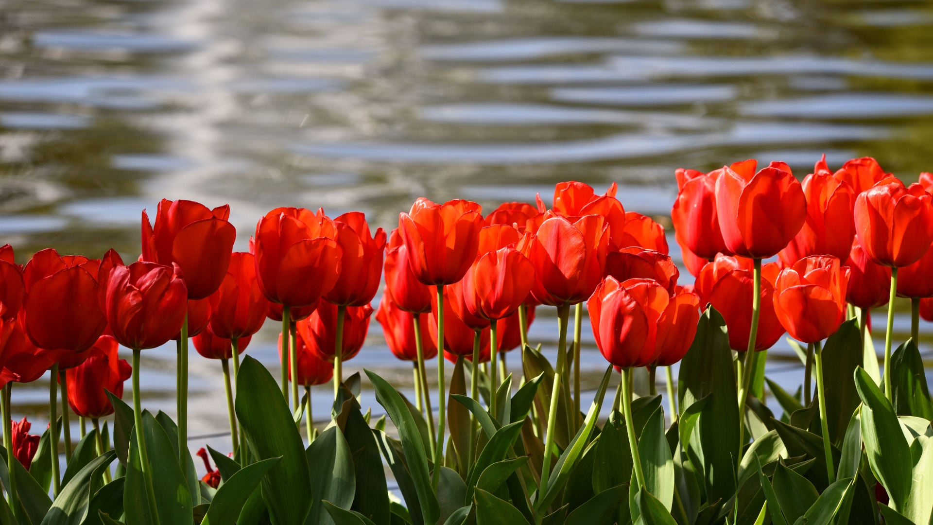 18 Vibrant Red Flowers That Instantly Brighten Your Garden (Plus Tips For Year-Round Color)