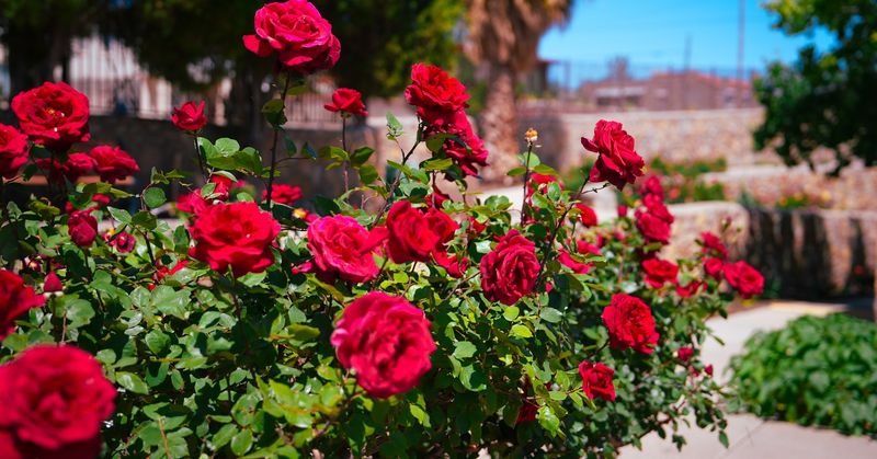 Roses