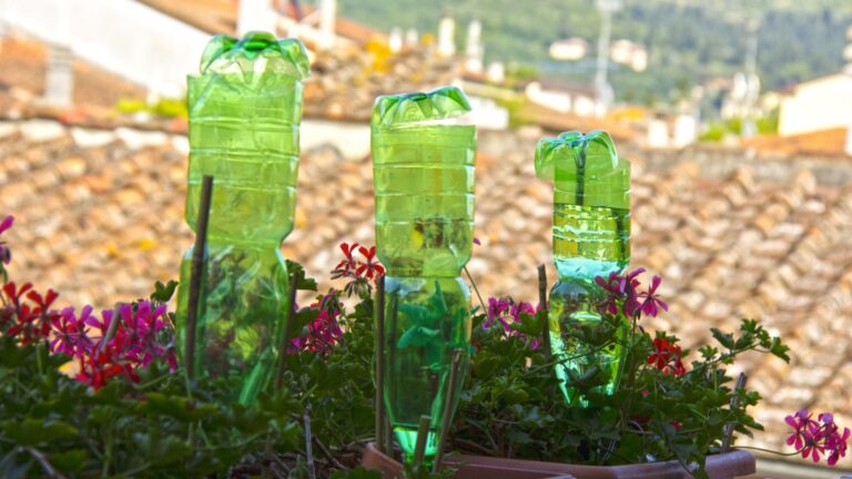 plastic bottle used for irrigation
