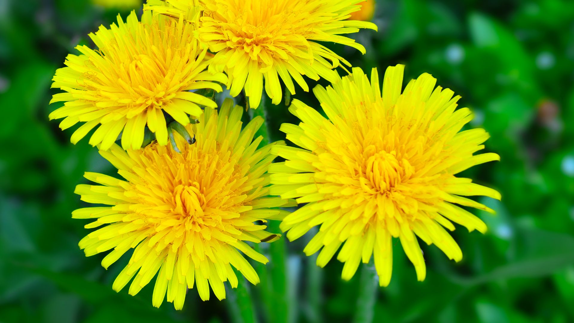 18 Wild Edible Plants That Were Once Kitchen Staples