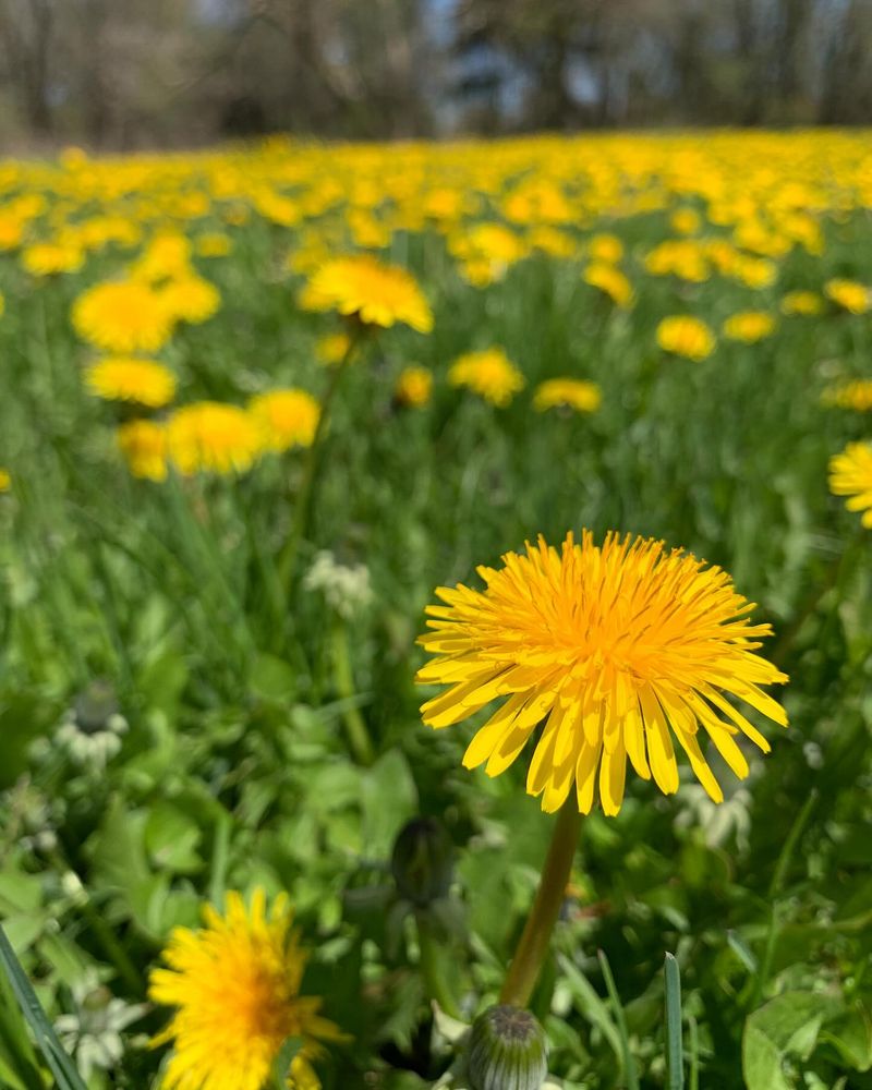 Dandelion: The Golden Powerhouse