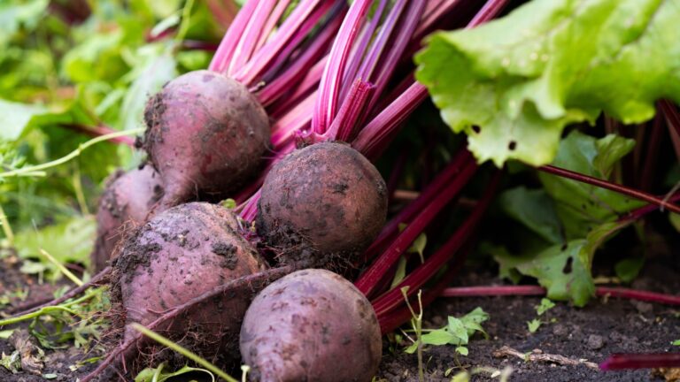 beets vegetables