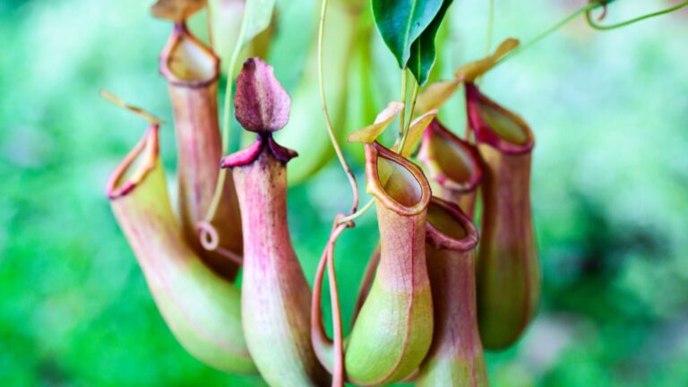 pitcher plant