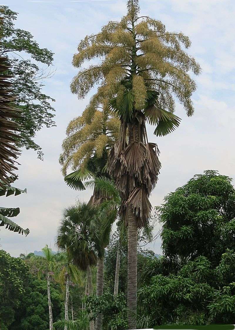 Madagascar's Suicide Palm