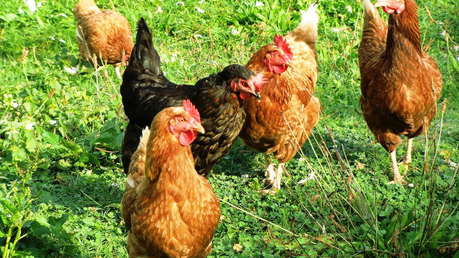19 Essential Garden Plants That Will Keep Your Chickens Happy And Healthy