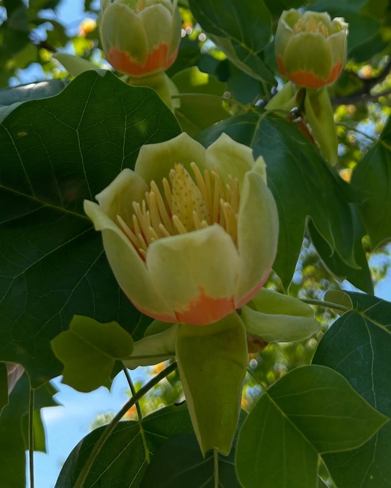Tulip Poplar