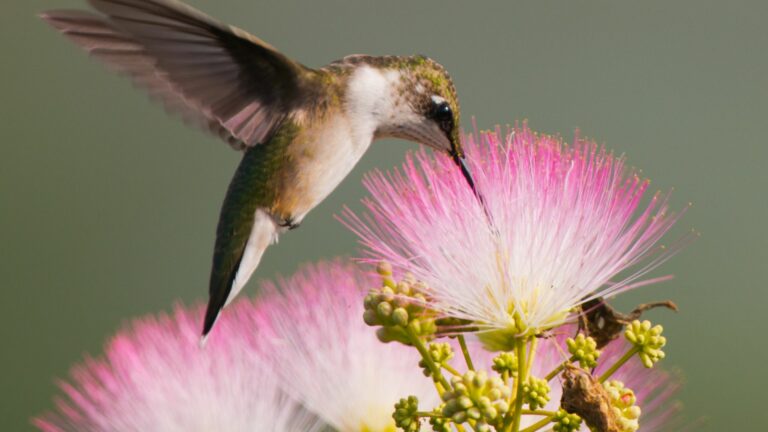 chaste tree and hummingbird