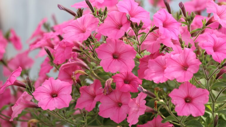 petunias