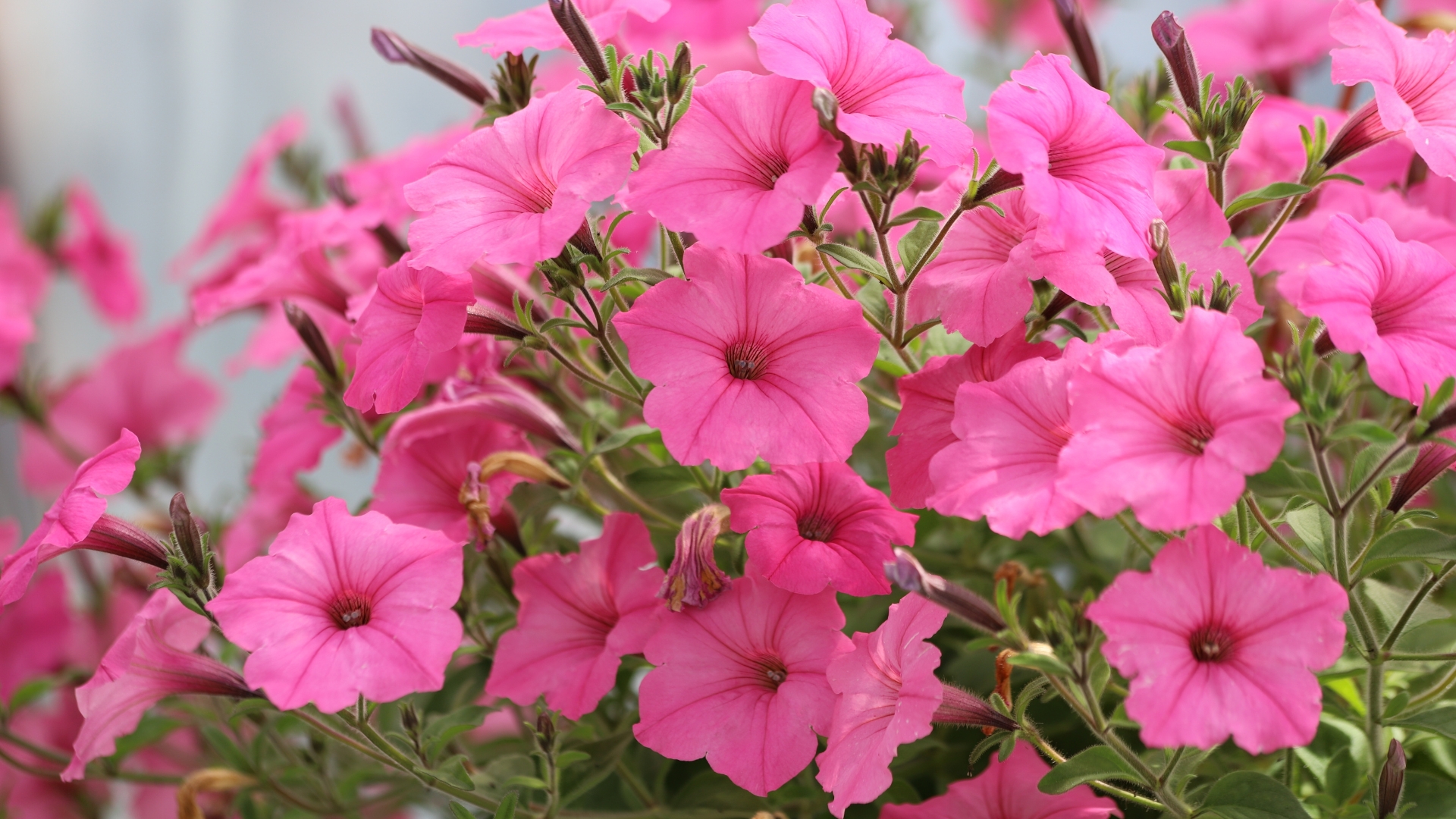 petunias