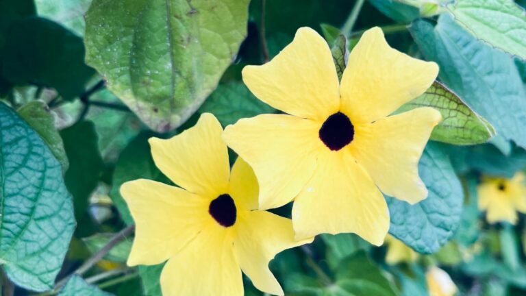 black eyed susan vine