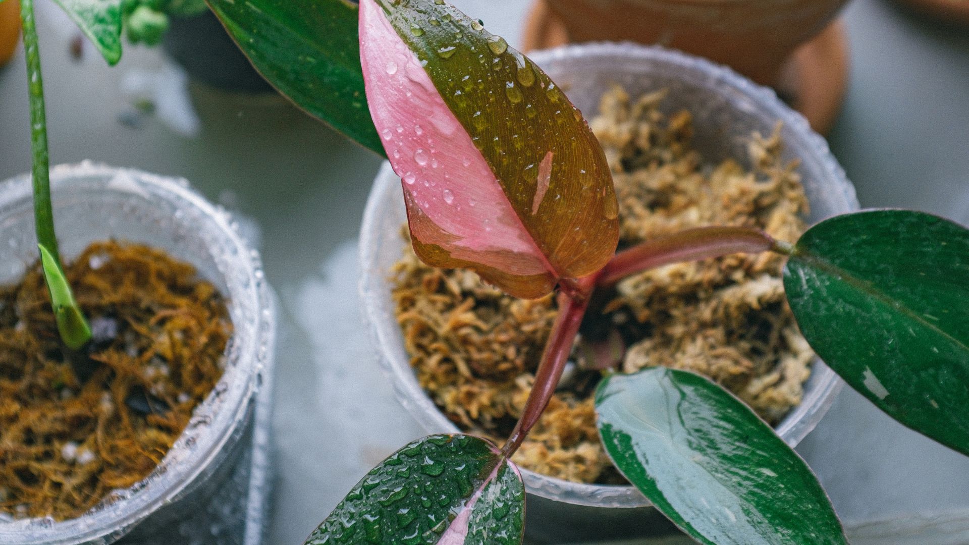 Exotic Philodendron flowering plant with green and pink leaves