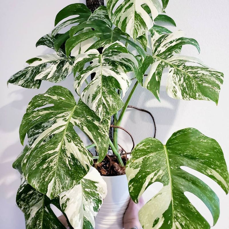 Variegated Monstera Deliciosa