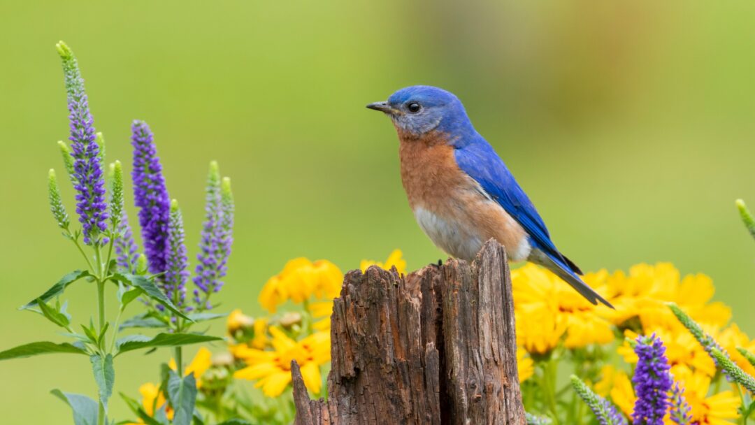 19 Plants That Attract Beautiful Bluebirds To Your Yard