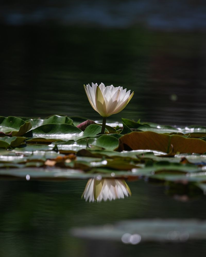 Lunar Lily