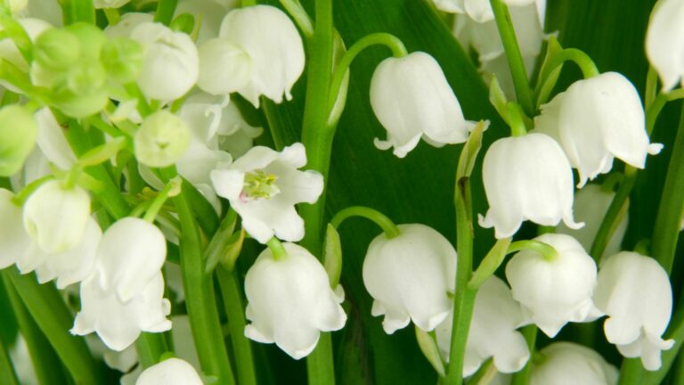 lily of the valley