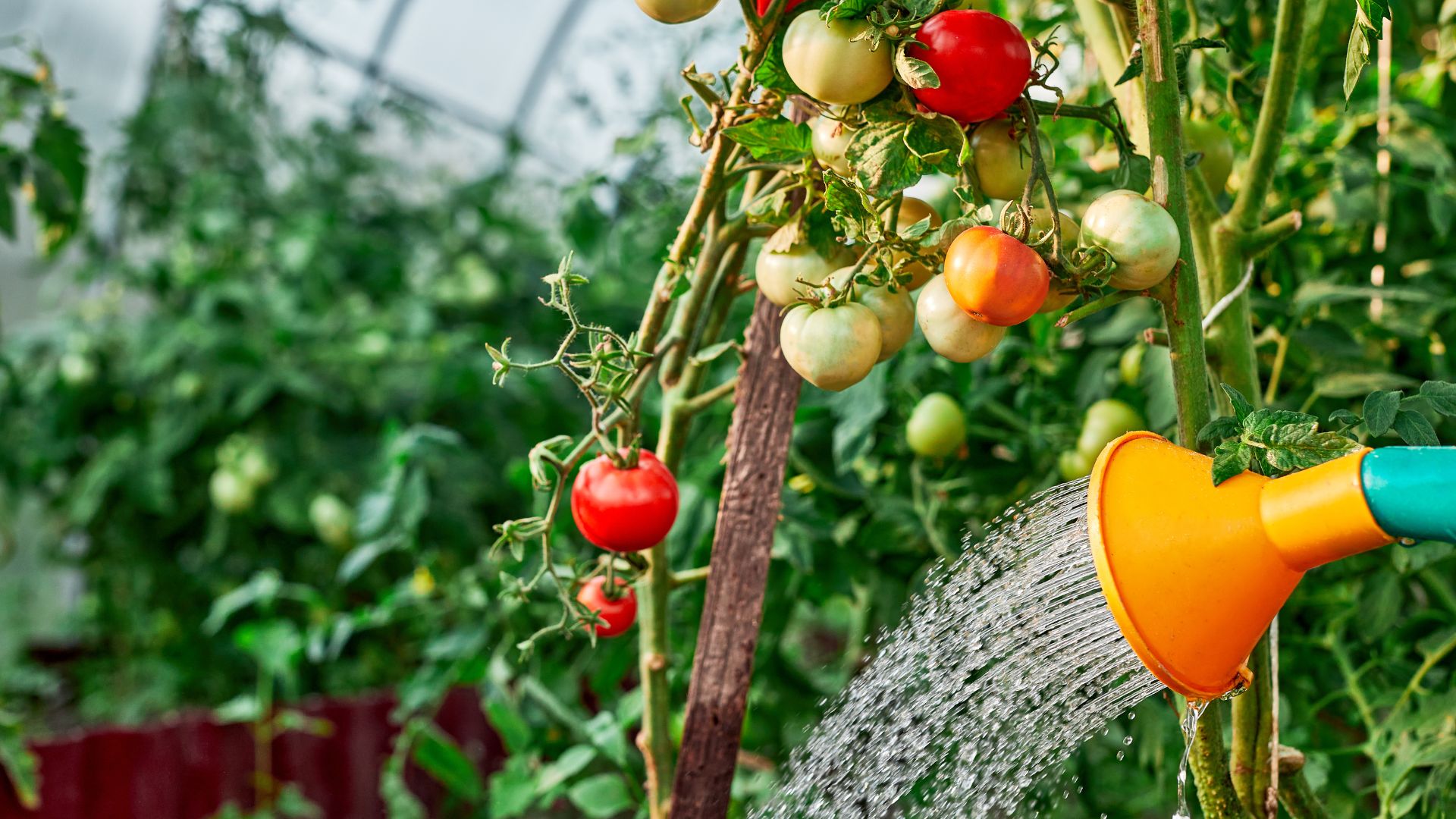 watering tomatoes