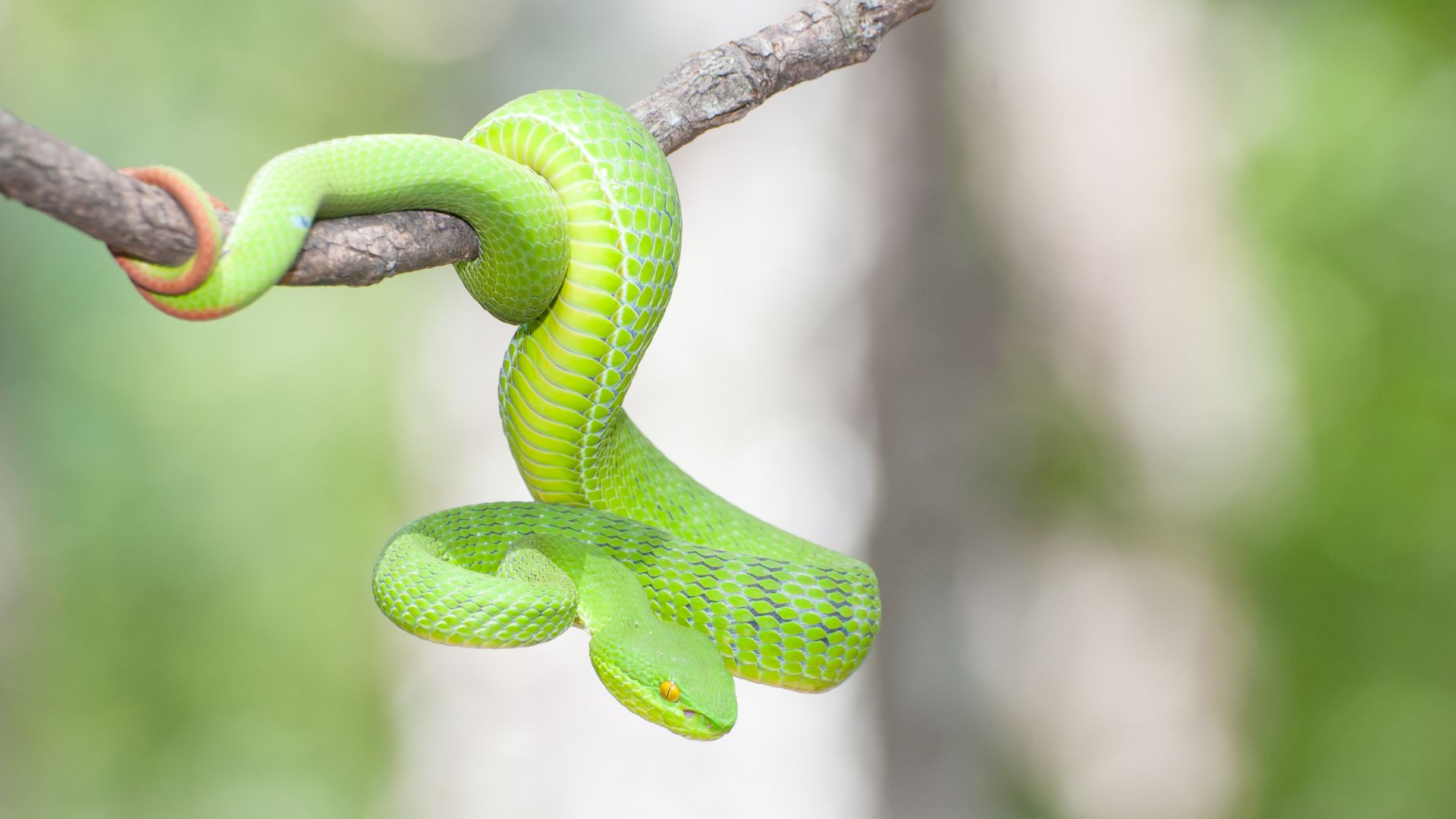 snake