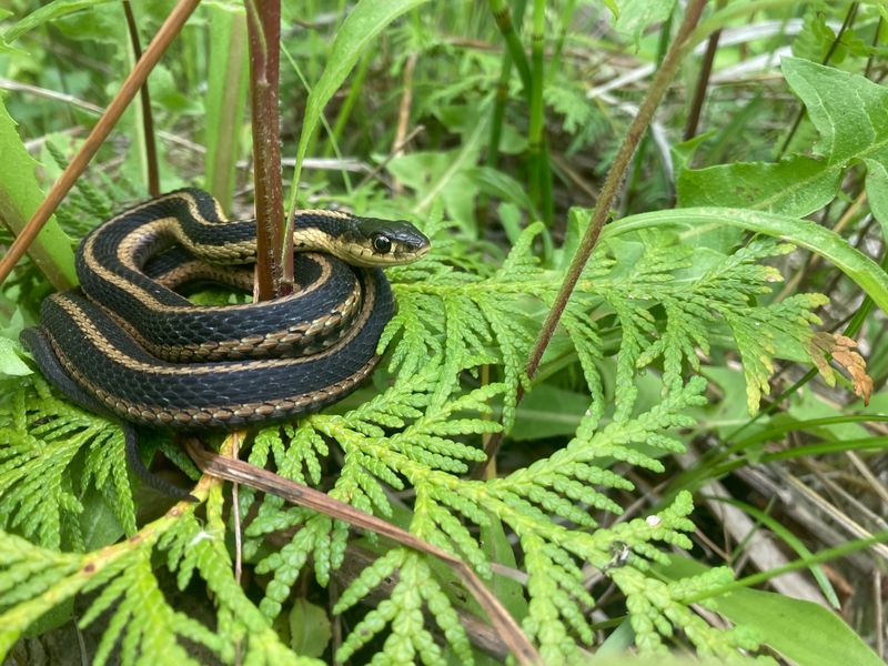 Garter Snake