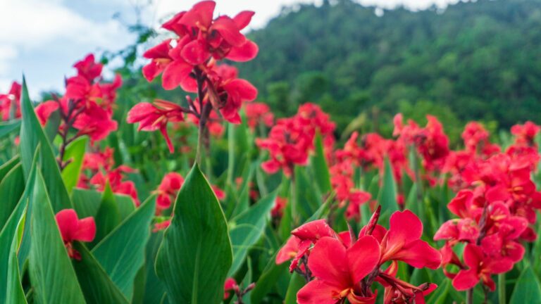 Canna Lily Flowers in a Garden