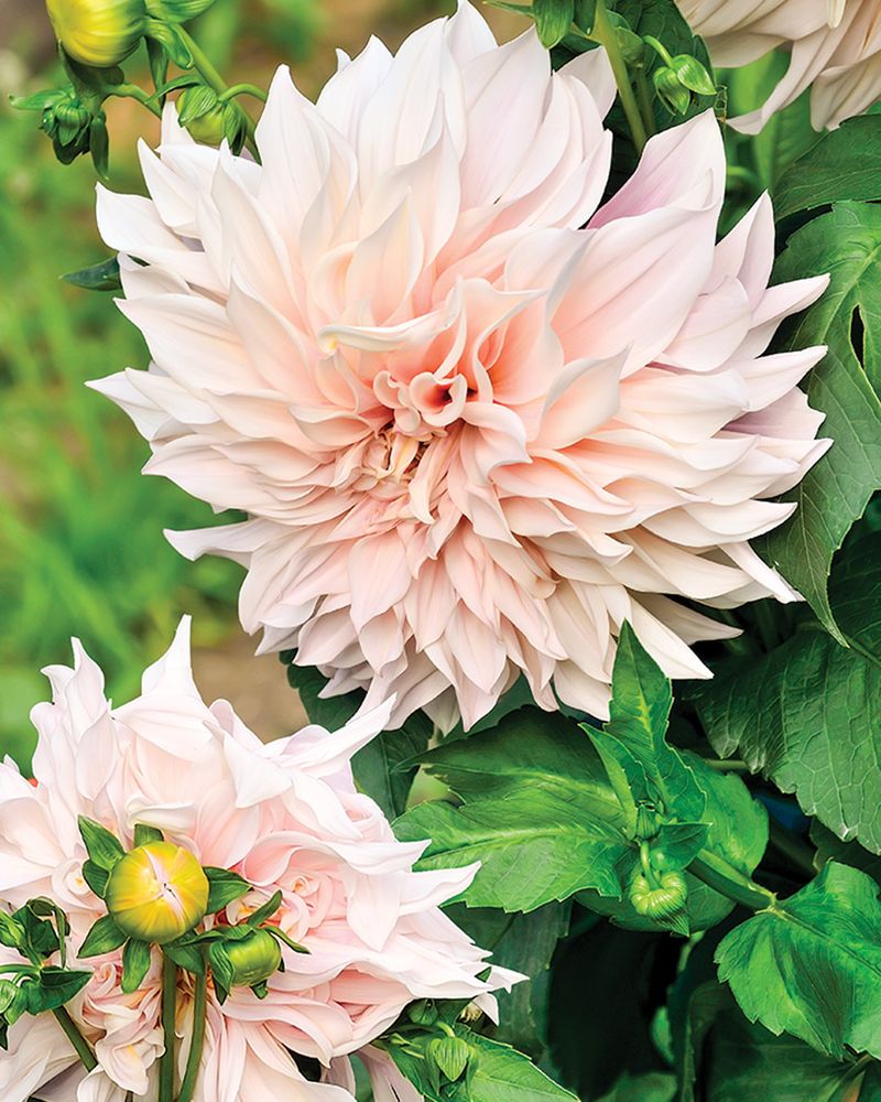 Dahlias